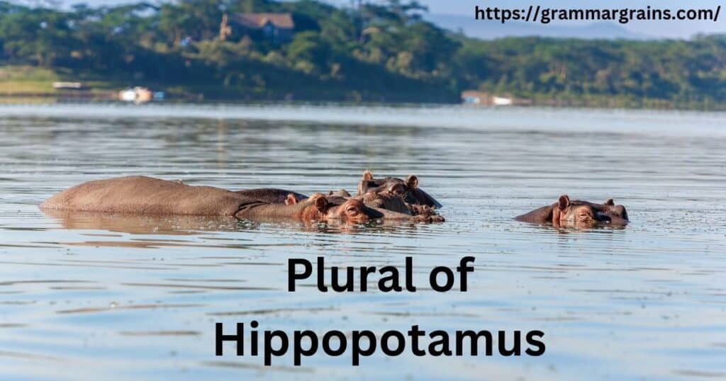 Understanding the Plural of Hippopotamus