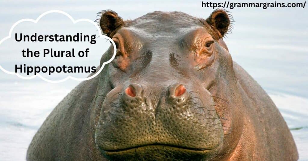 Understanding the Plural of Hippopotamus