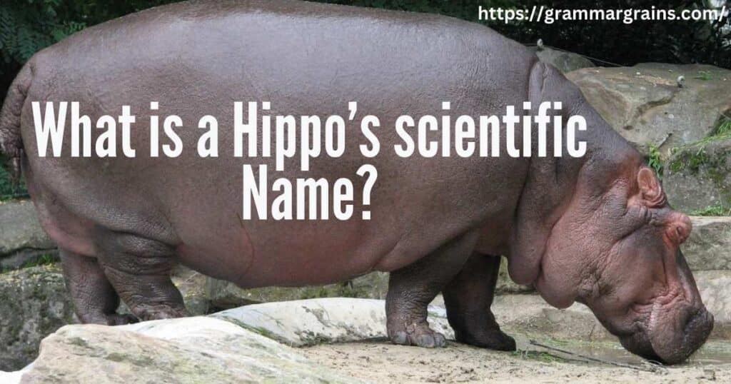 What is a Hippo’s scientific Name?