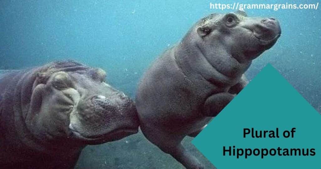 Plural of Hippopotamus