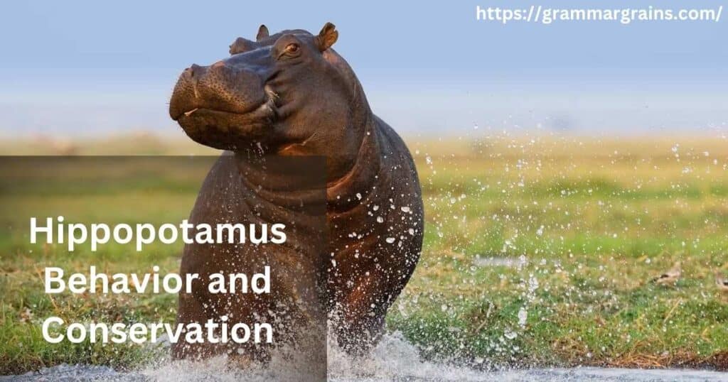 Hippopotamus Behavior and Conservation